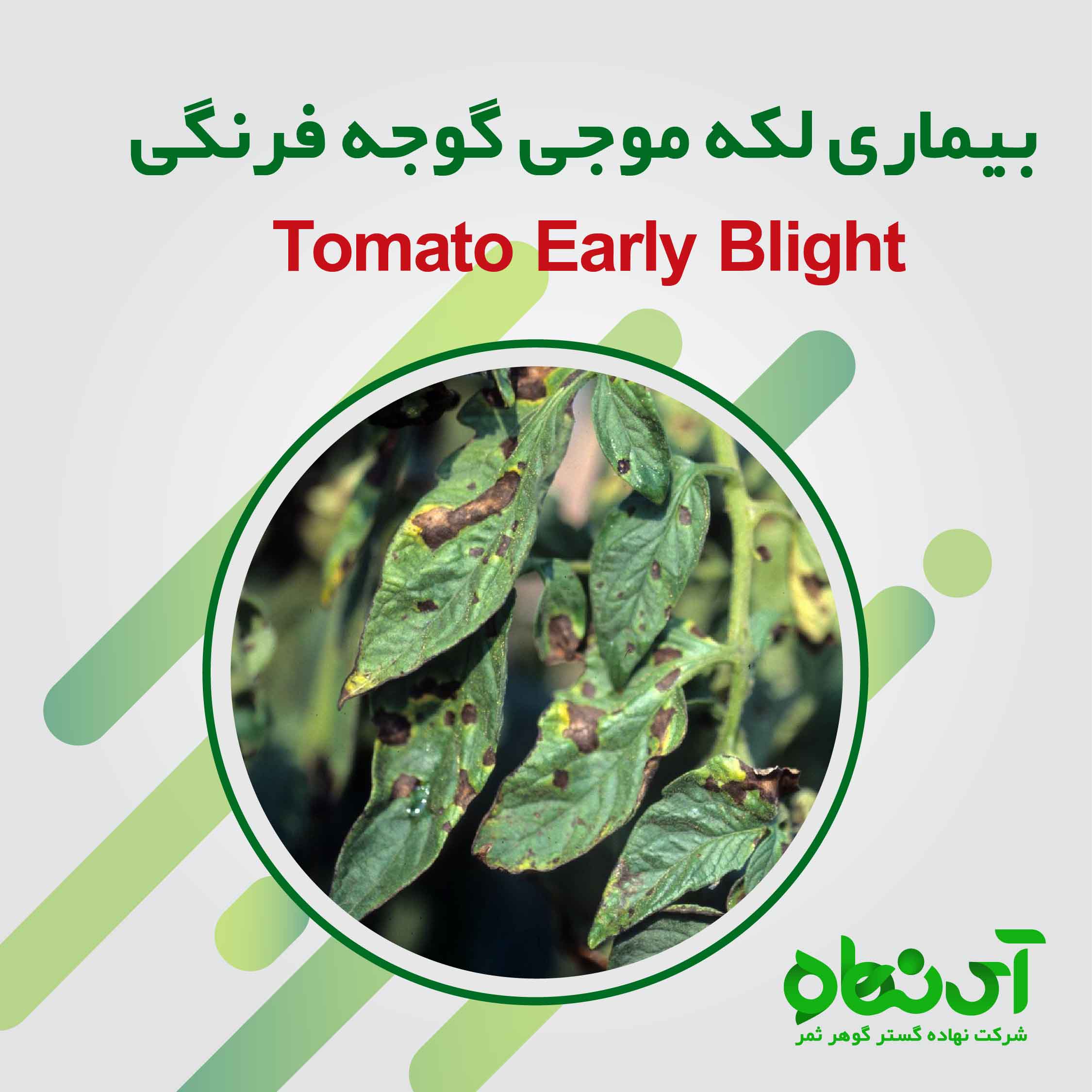 بیماری لکه موجی گوجه فرنگی - آی نهاده